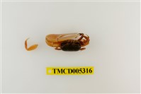 藏品(乳白南方招潮蟹)的圖片